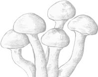 Shape Image